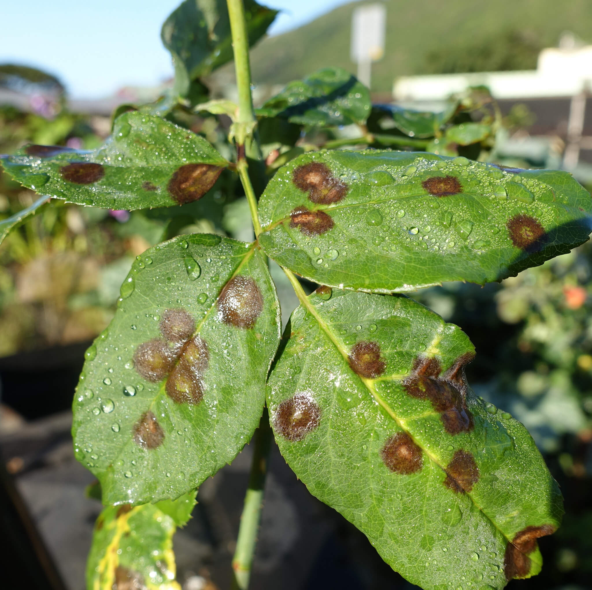 Albums 93+ Pictures Fungus Avocado Tree Diseases Pictures Updated