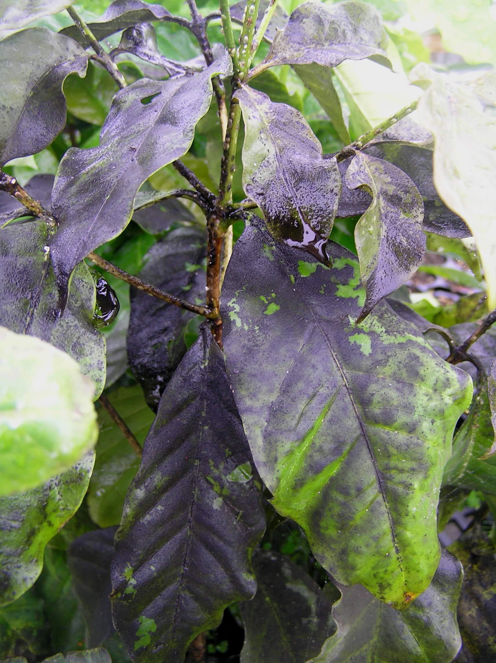 Sooty Mold Is A Black Powdery Coating On Leaves