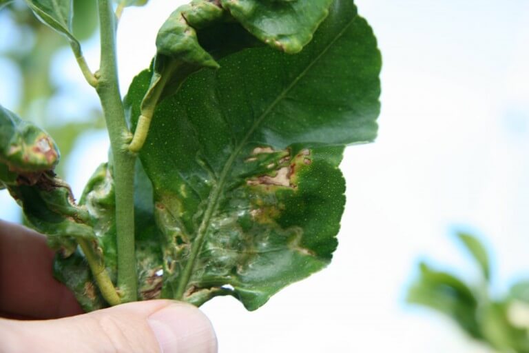 Leaf Curl Is A Disease Characterized By Curling Of Leaves